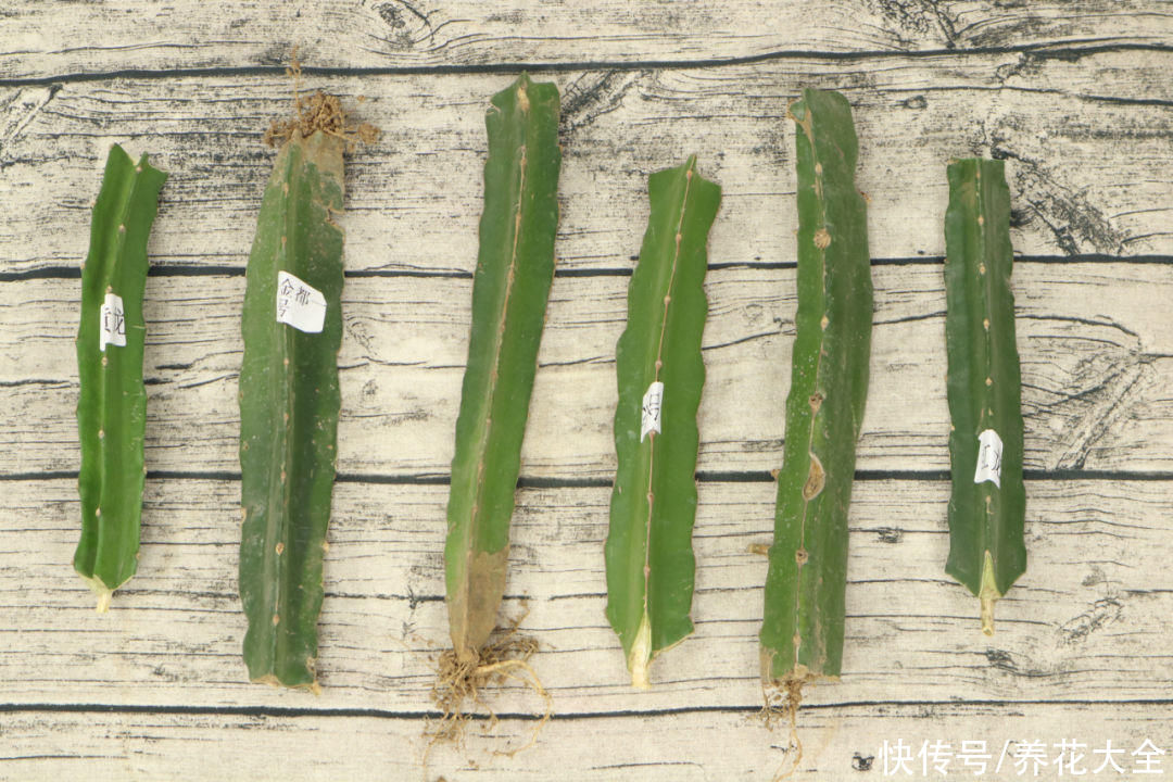 嫁接|养了30年的玉树，扦插开出9色花，快来沾沾喜气