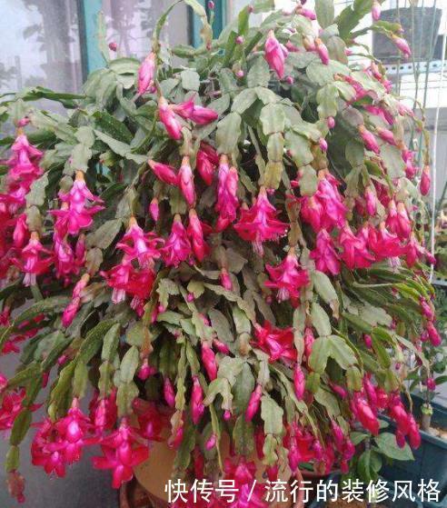 蟹爪兰叶片蔫了不恢复?及时“亡羊补牢”还不晚,但要掌握好技巧