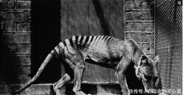 老照片|一组珍贵老照片图1王爷很爱国，图4很辛酸，图9已经灭绝