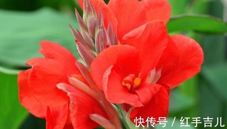 此花超漂亮,沾土就活,开花又大又艳,红红火火好运来!