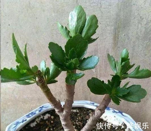 长寿|长寿花养5年，窜到一米八，三枝托九叉，开成花树，震撼全家