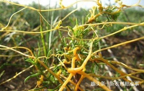 植物|这全身都是“金丝”的植物,你见过没中医说它可是男性的福音