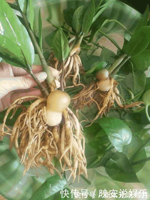 金钱树|养8种花,别花“冤枉钱”,掐1片叶子“扔土里”,几天就生根