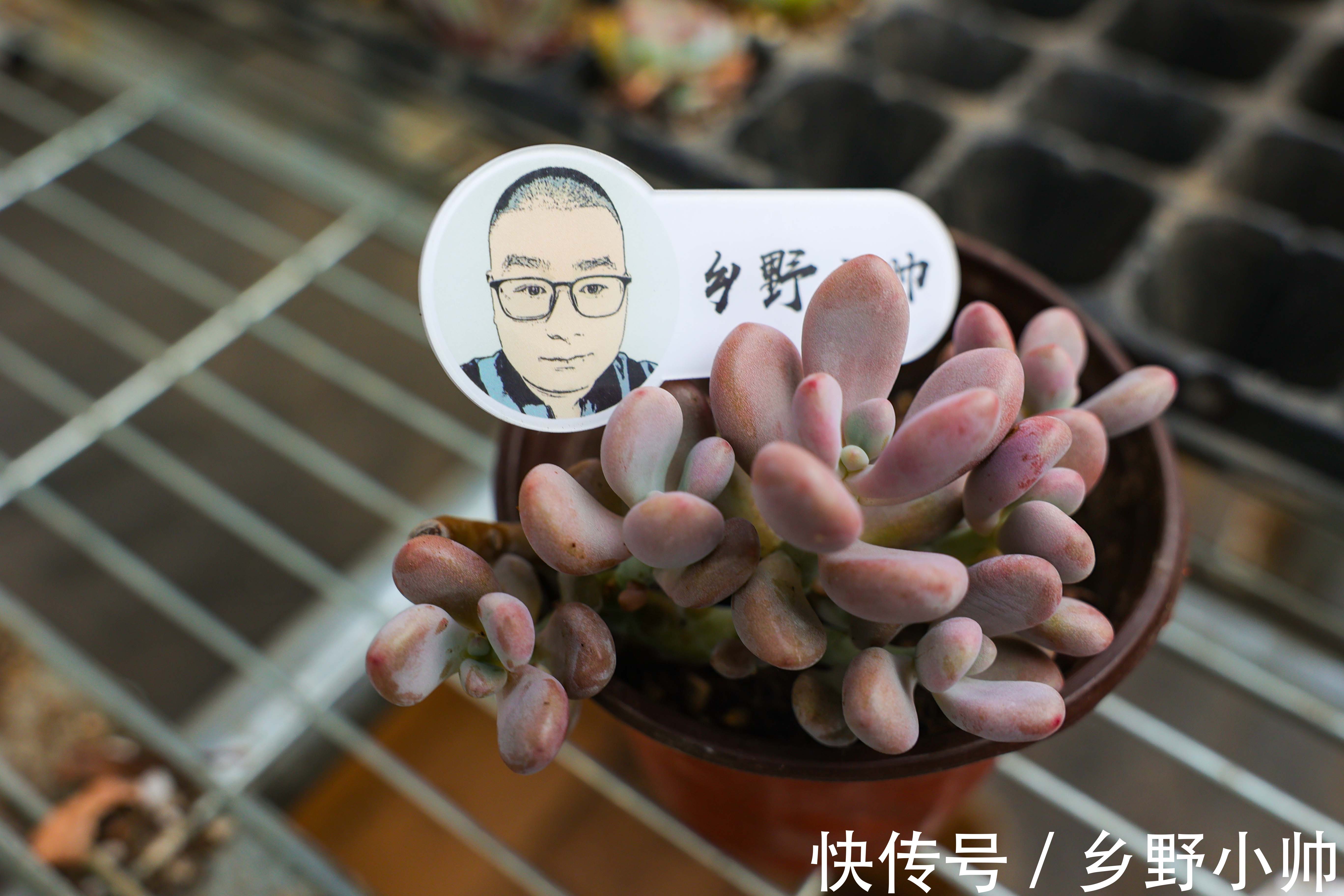 紫乐|养多肉太上头了,美肉盘点,说说那些让人欲罢不能的多肉