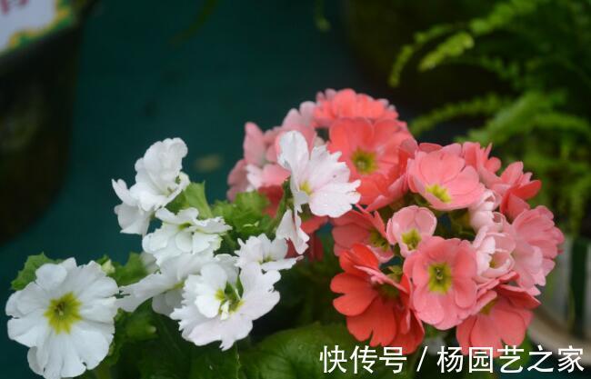 养花试试这几款,每天保持6小时以上的光照,特别耐热和耐暴晒