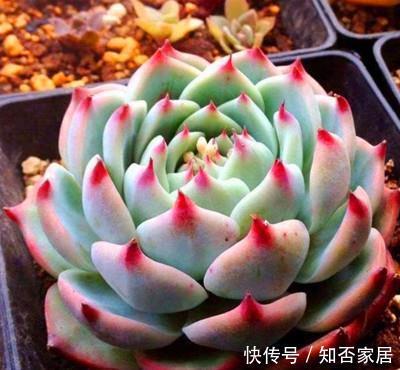 冬天养多肉吉娃娃,了解掌握几个要点,养成漂亮肉墩子!