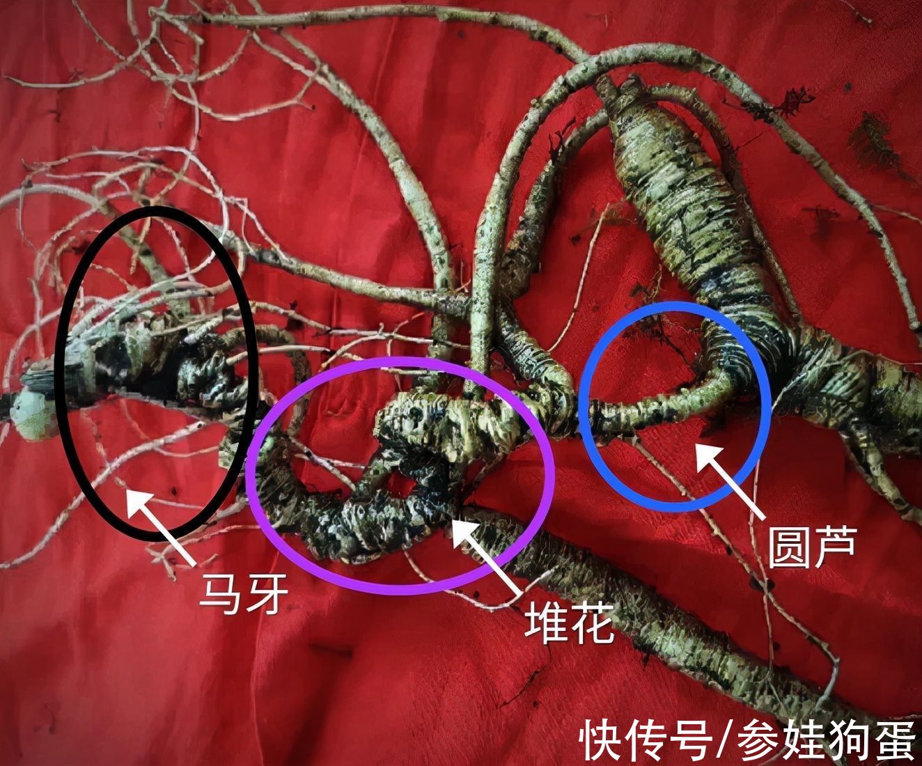 野生人参纯度鉴别