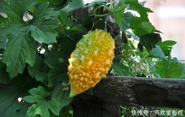 肝不好的人,忌口“三白”,常吃“四绿”,肝一天比一天好