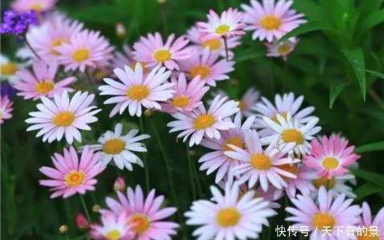 几款花卉便宜又好养,颜值超高的,家里秒变小花园