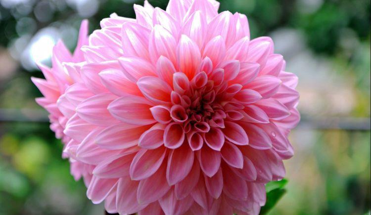 4种花美爆阳台,放在阳台开爆一整年,价格超便宜