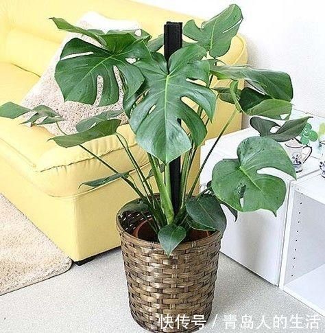 这几种花卉养家里吸毒气,轻松好心情,让你健康长寿