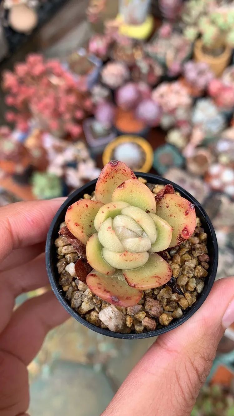 半年时间,多肉从3盆发展到600盆,入坑切莫太心急!