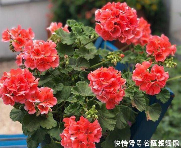 几种花养家里,开花漂亮寓意好,一开就是300天,美爆家园拦不住