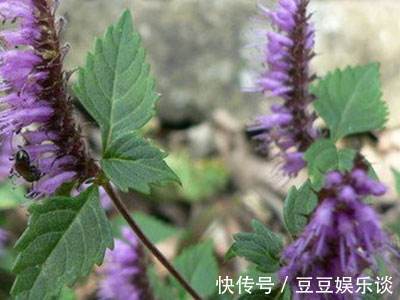 脚痒|立秋后,脚气反复,脚痒脱皮,不妨常用此花泡水,脚气远离你