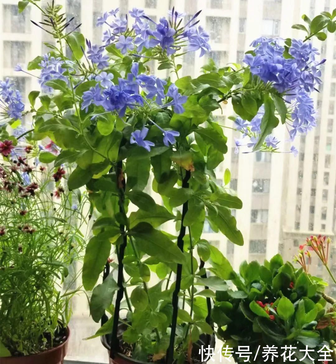 耐旱|10种“养不死”的花，绿萝只能排最后一名，养死3种以上的举手