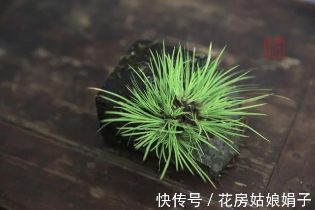 它位列“花草四雅”,耐阴能力强,室内光照不好也能养好