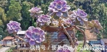 群生|3种多肉植物，号称“爆崽小能手”，上色美长满盆，养成群生老桩
