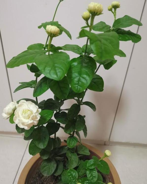 秋季茉莉花不开花，4步“入手”，无论哪个季节，生长开花不间断