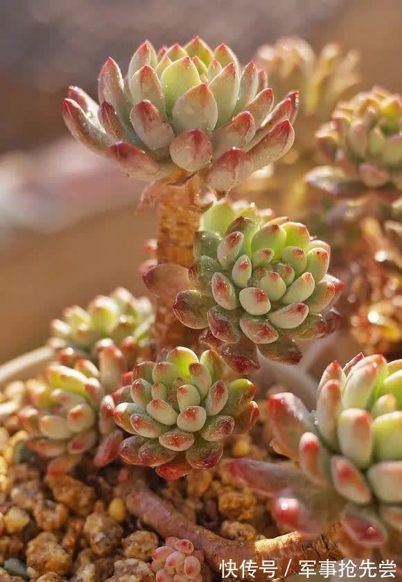 秋冬|他养多肉10多年,总结出9个易出“高价老桩”的品种,适合新手