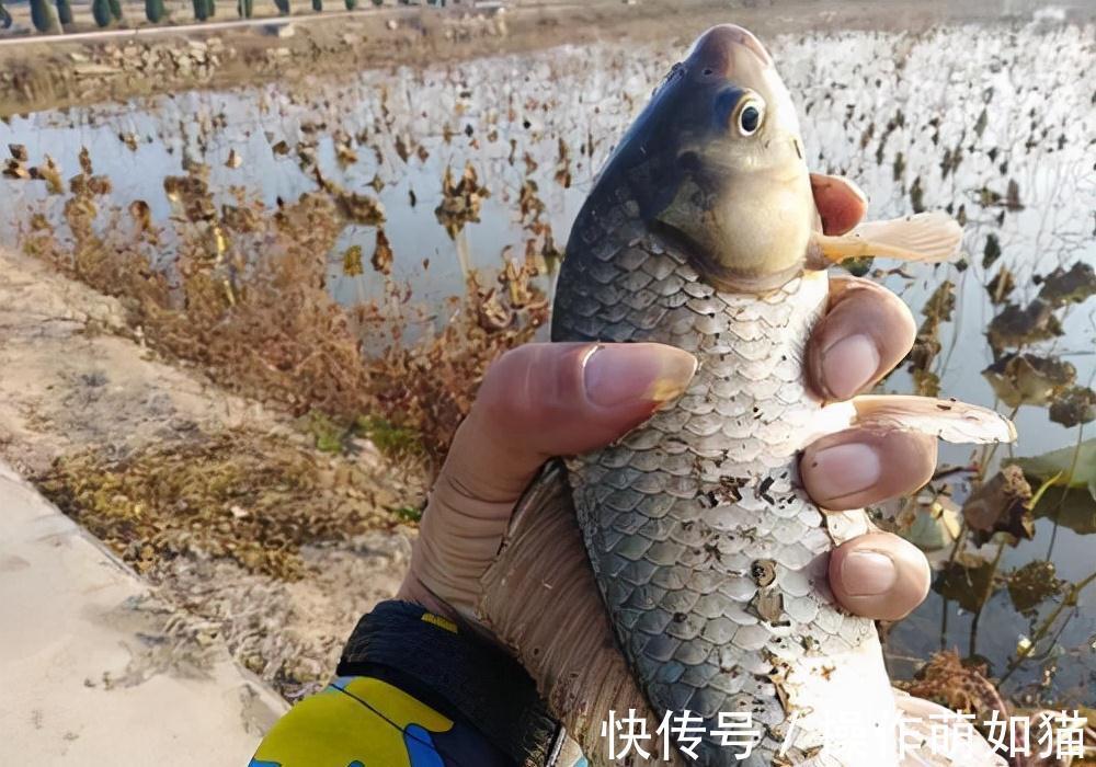 窝料|立冬之后这么钓鲫鱼,连杆、连杆,还是连杆