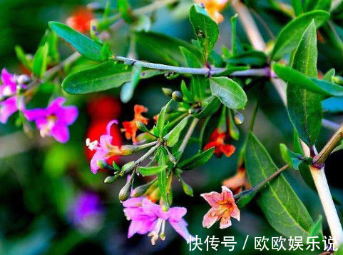 强身健体|糖尿病8年花费10万枸杞配它,每天2杯高血糖“不攻自破”