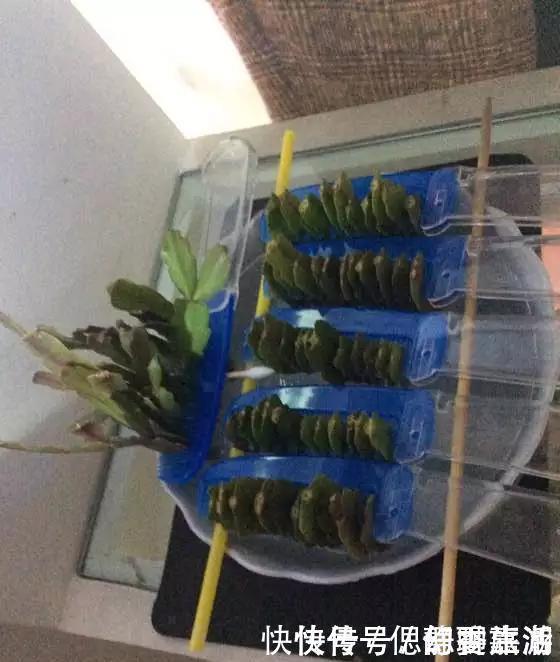 梳子|蟹爪兰插在梳子上,一次50片,大白根呼呼冒,爆盆太过瘾