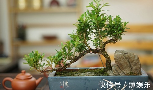 浇水|文竹这么养护,一年四季绿油油,不再黄叶、烂根,不停冒新芽