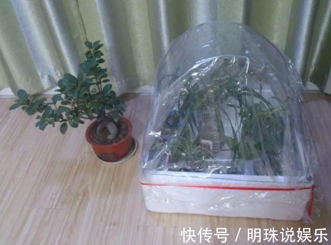 花花|被当成垃圾的塑料袋，其实是个“宝”，用来养花效果好