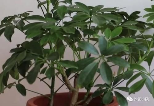 养鸭脚木，这个位置“剪一刀”，长得枝繁叶茂，株型更美观