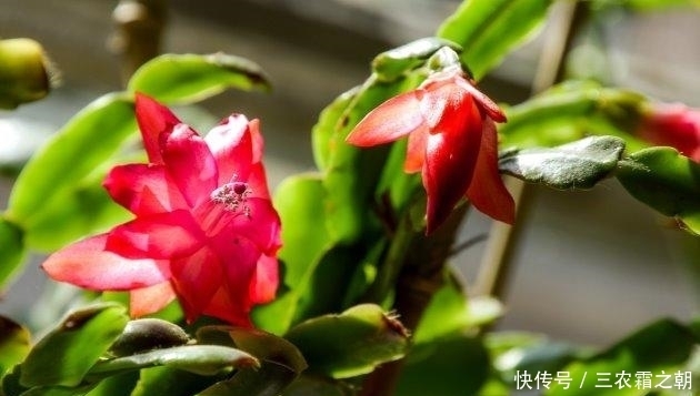 蟹爪兰的花期到了, 这样做, 花开压断枝头!