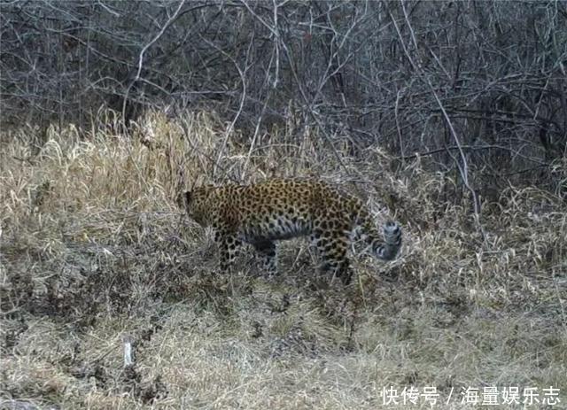 六盘山发现华北豹，不是公路旁遛娃盯着车看，就是泉水边猎食狍子