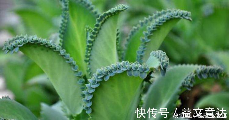 浇水|家里就养4种花，耐旱又耐晒，招财纳福，好运天天到