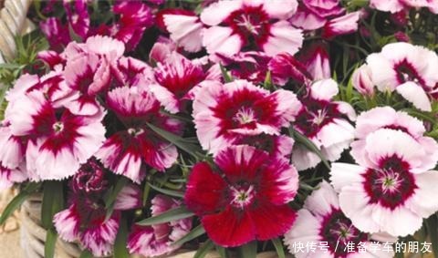 阳台养1种花,开花大半年,一开就成球,变成小花海!