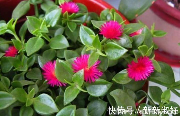 种花|3种花花朵硕大、花期长,看了就让人沉醉,年年开花不断,美!