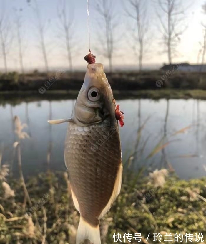 钓鱼正口的预判