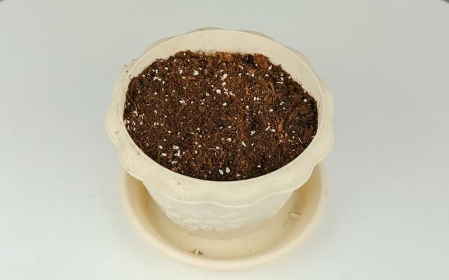 不烂|土里加点酸酸水,盆土软得像发糕,养花透气不烂根