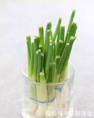 一个芋头芽,埋在花盆里,10天长成大盆景,比龟背竹还漂亮