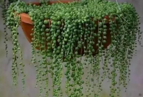 这些花卉比绿萝好看太多了，而且好养活爆盆快，后悔现在才看到！