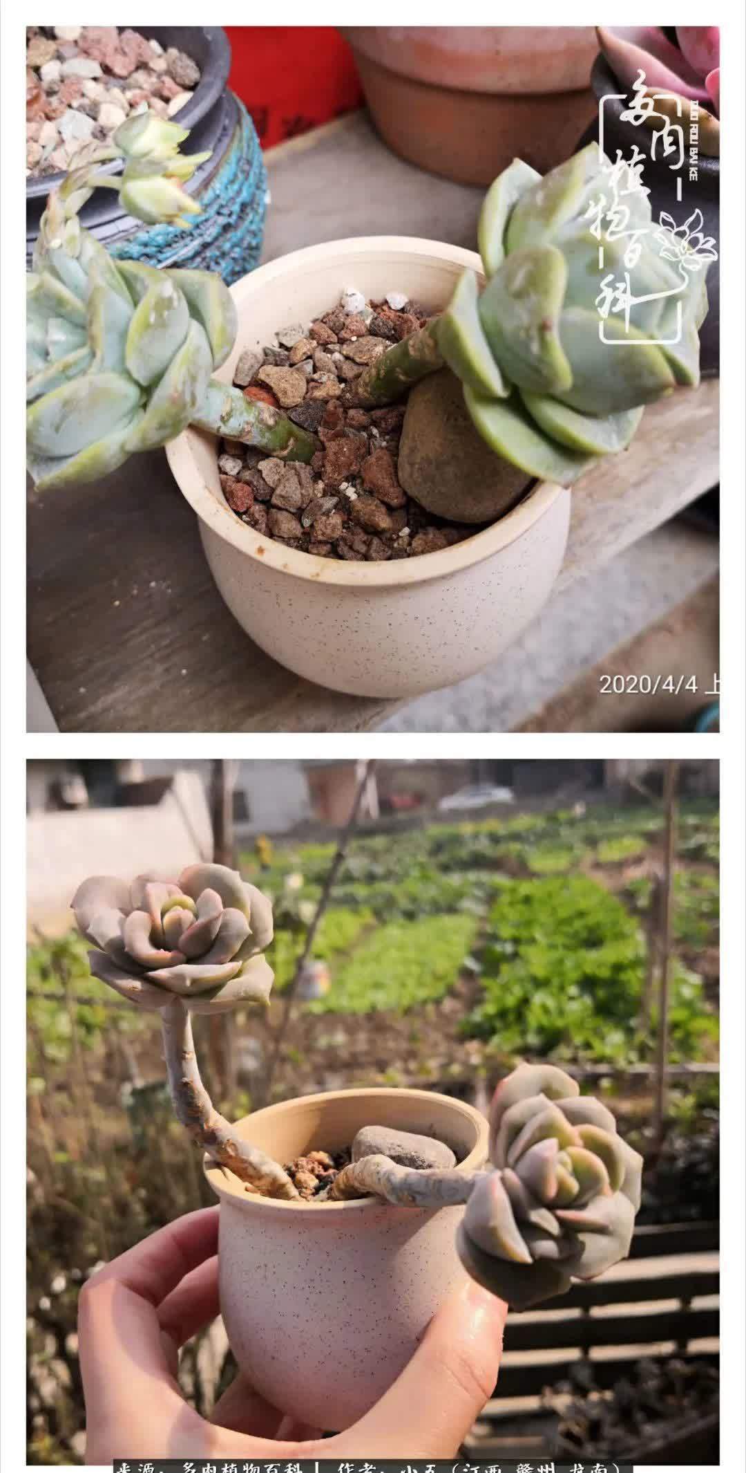 懵懵懂懂入肉坑,跌跌撞撞养多肉