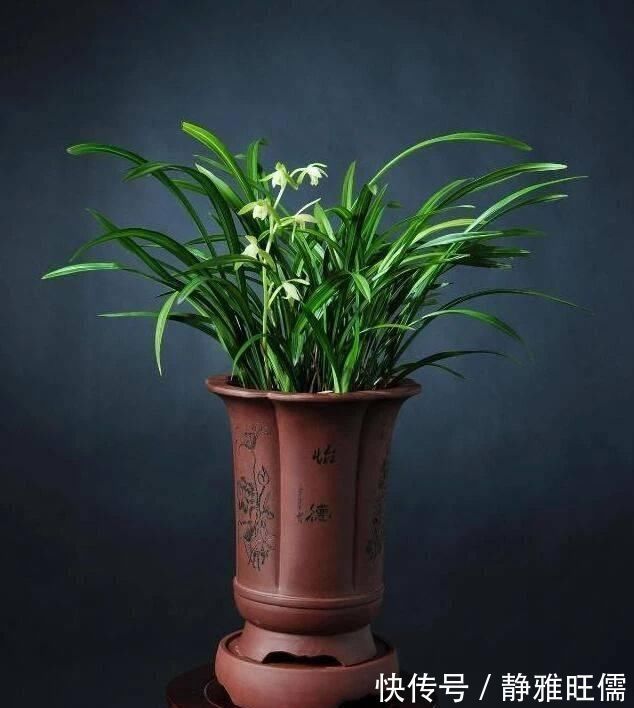 花盆里埋点“它”,不烂根,不黄叶,杀菌消毒还透气,根壮花还旺