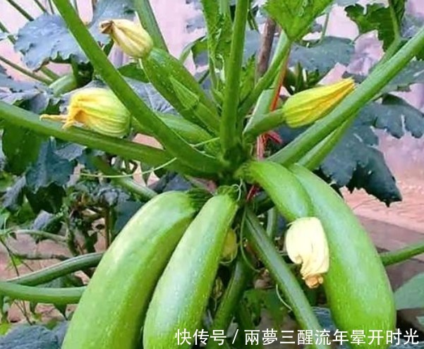 西葫芦|“4种菜”养阳台,20天就能吃,吃完一茬又一茬,不用出门买!