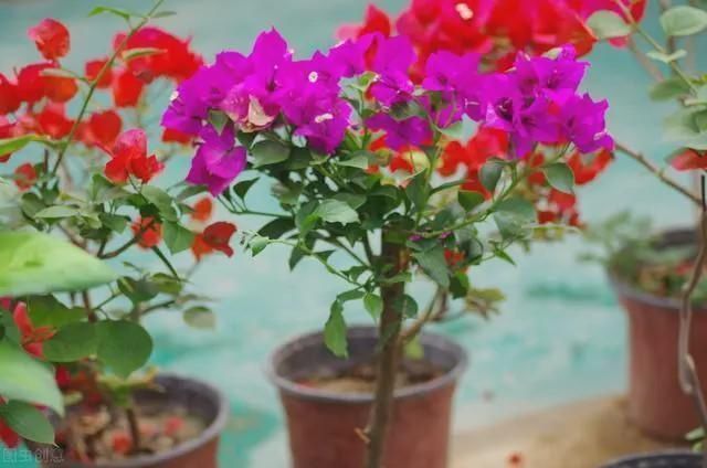 大丽花|夏至后赶紧扦插5种花,越热生根越快,错过就要等明年