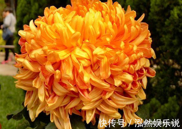 中心花|喜欢养菊,就养盆“菊中珍品”枫林夕照,似晚霞枫叶,百媚妖娆