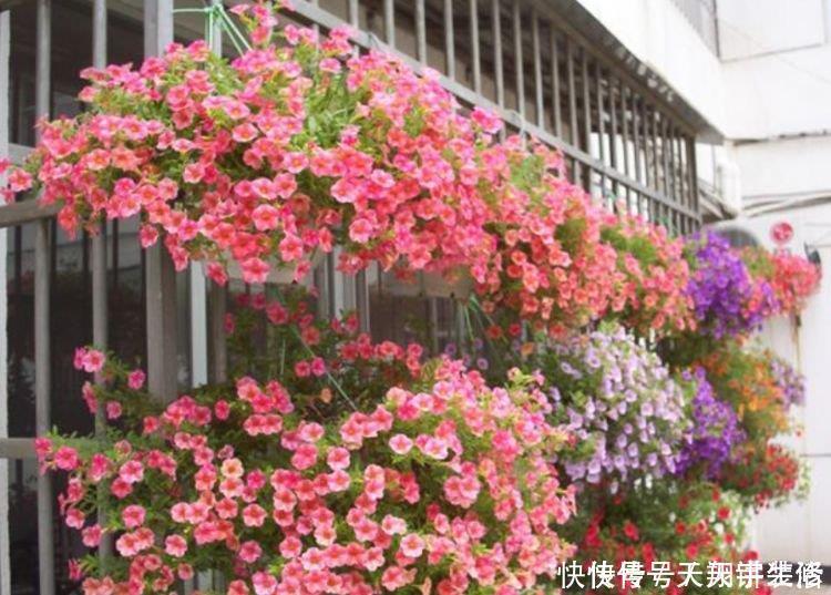 兰花|4种花好养漂亮又便宜,要型有型,要香有香,花开富贵