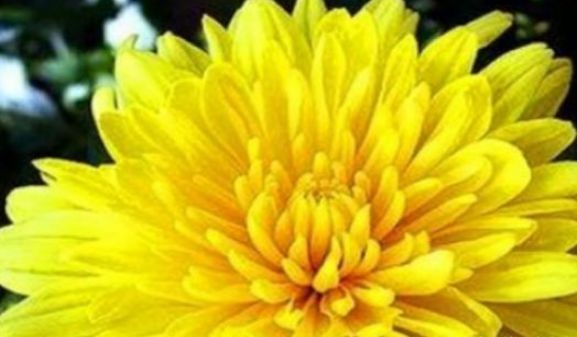 菊花|每天坚持吃3种食物,排毒养颜、延缓衰老,身体棒棒哒!