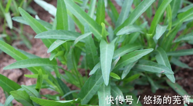 空心菜|它是天然“碱性蔬菜”,钙是西红柿12倍,7月正当季,遇到别错过!
