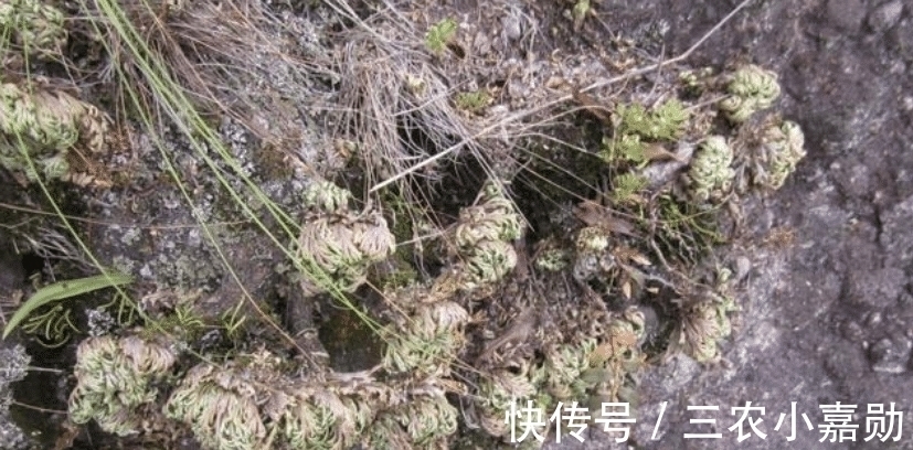 祝你好运|人称“九死还魂草”, 或许您家乡就有, 请记住它外貌, 当今好珍贵