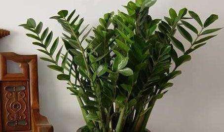 初冬逛花市,遇到3种花随便买,懒人都能养爆盆,过冬很简单