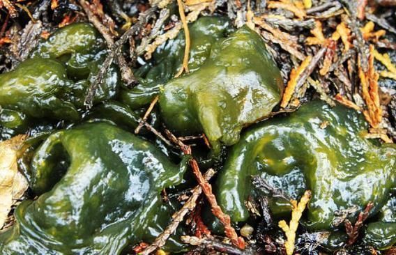 药用价值|此物是“雷公屎”,长得像木耳,价值珍贵,却不知是餐桌上的美味