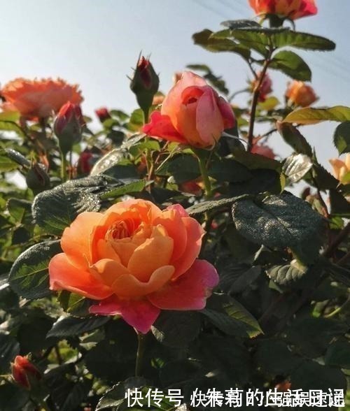 月季花|月季花迟迟不开花,看看枝条上有没有这种东西,发现一个剪一个!